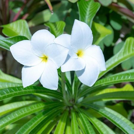 Abv Beach Cottage Rarotonga Bagian luar foto